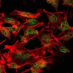 Anti-SETDB1 antibody [5H6A12] used in Immunocytochemistry/ Immunofluorescence (ICC/IF). GTX80408
