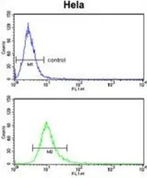 Anti-LPCAT1 antibody, C-term used in Flow cytometry (FCM). GTX80419