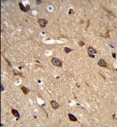 Anti-ASIC1 antibody, C-term used in IHC (Paraffin sections) (IHC-P). GTX80451