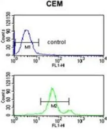 Anti-ASIC1 antibody, C-term used in Flow cytometry (FCM). GTX80451