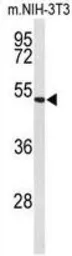 Anti-EFEMP2 antibody, C-term used in Western Blot (WB). GTX80452