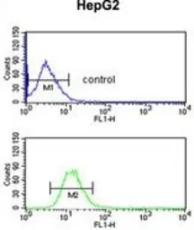 Anti-EFEMP2 antibody, C-term used in Flow cytometry (FCM). GTX80452