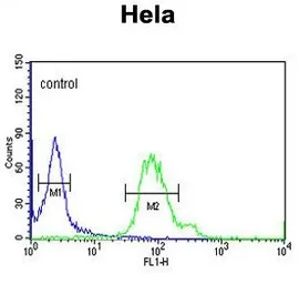 Anti-GABARAPL1 antibody used in Flow cytometry (FCM). GTX80541