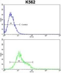 Anti-ULK1 antibody used in Flow cytometry (FCM). GTX80551