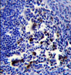 Anti-BOB1 antibody, N-term used in IHC (Paraffin sections) (IHC-P). GTX80565