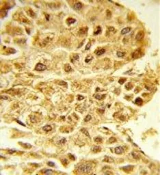 Anti-E2F5 antibody, N-term used in IHC (Paraffin sections) (IHC-P). GTX80623