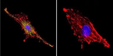 Anti-PSD95 antibody [7E3-1B8] used in Immunocytochemistry/ Immunofluorescence (ICC/IF). GTX80682