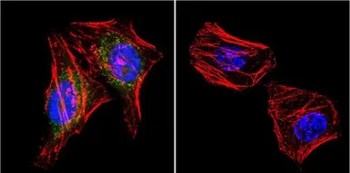 Anti-PSD95 antibody [7E3-1B8] used in Immunocytochemistry/ Immunofluorescence (ICC/IF). GTX80682