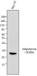 Anti-Adiponectin antibody [19F1] used in Western Blot (WB). GTX80683