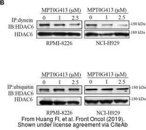 Anti-Dynein antibody [74.1] used in IHC (Whole mount) (IHC-Wm). GTX80684
