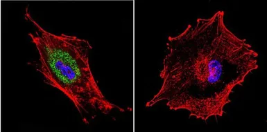 Anti-Dynein antibody [74.1] used in Immunocytochemistry/ Immunofluorescence (ICC/IF). GTX80684