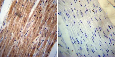 Anti-Her4 / ErbB4 antibody [HFR1] used in IHC (Paraffin sections) (IHC-P). GTX80811