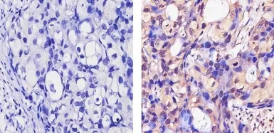 Anti-Her4 / ErbB4 antibody [HFR1] used in IHC (Paraffin sections) (IHC-P). GTX80811
