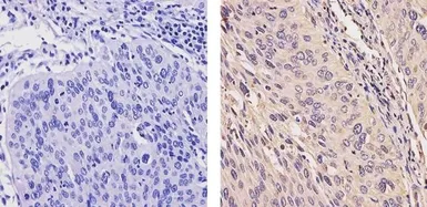 Anti-Her4 / ErbB4 antibody [HFR1] used in IHC (Paraffin sections) (IHC-P). GTX80811