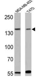 Anti-Her4 / ErbB4 antibody [HFR1] used in Western Blot (WB). GTX80811