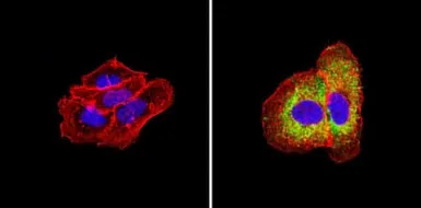 Anti-Her4 / ErbB4 antibody [HFR1] used in Immunocytochemistry/ Immunofluorescence (ICC/IF). GTX80811