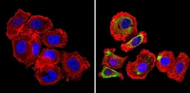 Anti-Her4 / ErbB4 antibody [HFR1] used in Immunocytochemistry/ Immunofluorescence (ICC/IF). GTX80811