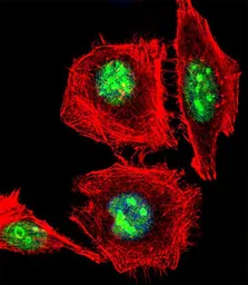 Anti-EMX1 antibody, C-term used in Immunocytochemistry/ Immunofluorescence (ICC/IF). GTX80913