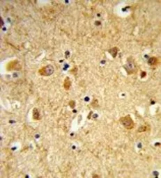 Anti-Dynamin 3 antibody, Internal used in IHC (Paraffin sections) (IHC-P). GTX80993