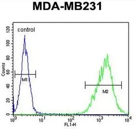 Anti-Tafazzin / TAZ antibody, N-term used in Flow cytometry (FCM). GTX81015
