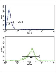 Anti-IL12A / IL12 p35 antibody, C-term used in Flow cytometry (FCM). GTX81020
