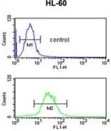 Anti-IGH antibody, C-term used in Flow cytometry (FCM). GTX81028
