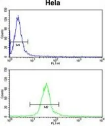 Anti-Derlin 1 antibody, C-term used in Flow cytometry (FCM). GTX81054