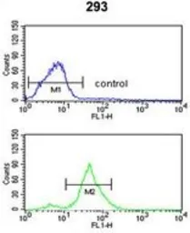 Anti-TSPAN12 antibody, C-term used in Flow cytometry (FCM). GTX81087