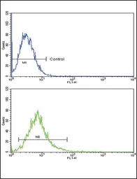 Anti-ATF6 antibody, Internal used in Flow cytometry (FCM). GTX81096