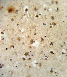 Anti-ATF6 antibody, Internal used in IHC (Paraffin sections) (IHC-P). GTX81096