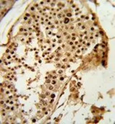 Anti-PARD3 antibody, C-term used in IHC (Paraffin sections) (IHC-P). GTX81098