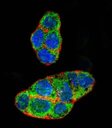 Anti-PXR antibody, Internal used in Immunocytochemistry/ Immunofluorescence (ICC/IF). GTX81102