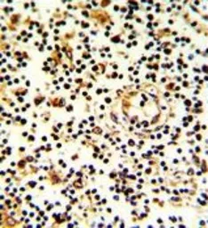 Anti-CD94 antibody, N-term used in IHC (Paraffin sections) (IHC-P). GTX81129