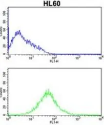 Anti-NKG2C antibody, N-term used in Flow cytometry (FCM). GTX81130