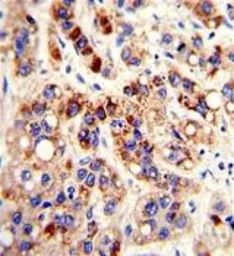Anti-PON3 antibody, N-term used in IHC (Paraffin sections) (IHC-P). GTX81152