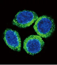 Anti-FGFR2 antibody, N-term used in Immunocytochemistry/ Immunofluorescence (ICC/IF). GTX81342