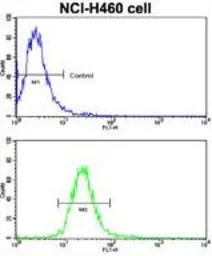 Anti-EphB2 antibody used in Flow cytometry (FCM). GTX81348