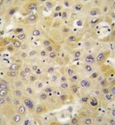 Anti-NAP2 antibody, C-term used in IHC (Paraffin sections) (IHC-P). GTX81396
