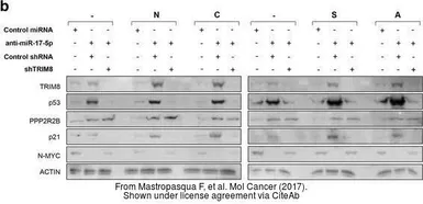 Anti-n-Myc antibody, C-term used in Western Blot (WB). GTX81475