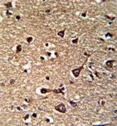 Anti-Glutaredoxin 2 antibody, C-term used in IHC (Paraffin sections) (IHC-P). GTX81538