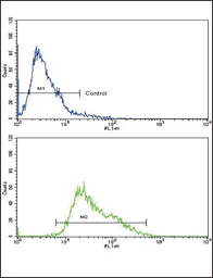 Anti-AMHR2 antibody, C-term used in Flow cytometry (FCM). GTX81590