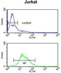 Anti-ZBTB2 antibody, C-term used in Flow cytometry (FCM). GTX81742