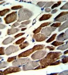 Anti-EMILIN1 antibody, N-term used in IHC (Paraffin sections) (IHC-P). GTX81797