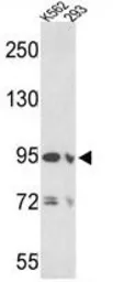 Anti-EMILIN1 antibody, N-term used in Western Blot (WB). GTX81797