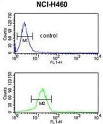 Anti-YAP1 antibody, C-term used in Flow cytometry (FCM). GTX81839