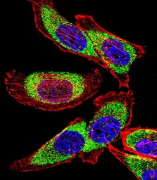 Anti-YB1 antibody, C-term used in Immunocytochemistry/ Immunofluorescence (ICC/IF). GTX81909