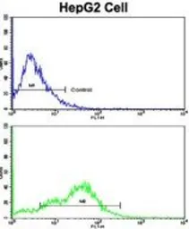 Anti-CD38 antibody, C-term used in Flow cytometry (FCM). GTX81962
