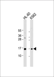 Anti-SNRPD1 antibody, C-term used in Western Blot (WB). GTX81986
