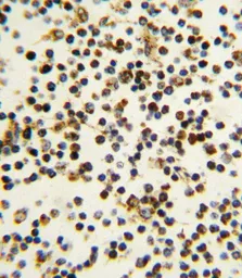 Anti-Nucleophosmin antibody, N-term used in IHC (Paraffin sections) (IHC-P). GTX81996