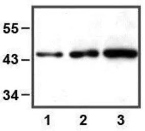 Anti-ERK1 antibody [E32] used in Western Blot (WB). GTX82558